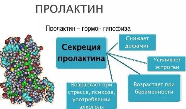 Что такое пролактин. Пролактин гормон. гормон пролактин у женщин. пролактин за что отвечает. пролактин стрессовый гормон.