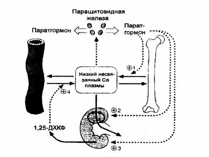 Паратгормон железа