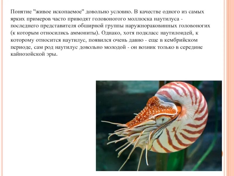 Сообщение на тему живые ископаемые 9 класс. Сообщение на тему живые ископаемые 9 класс