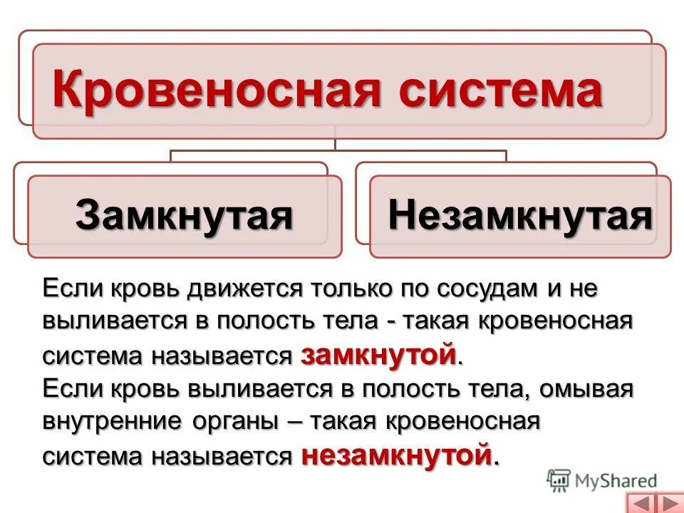Замкнутая и незамкнутая кровеносная система таблица. Незамкнутая кровеносная система схема. Какая кровеносная система называется замкнутой. Биология 6 класс незамкнутая кровеносная система. Замкнутая кровеносная система схема рыбы.