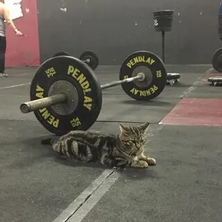 Кот качок