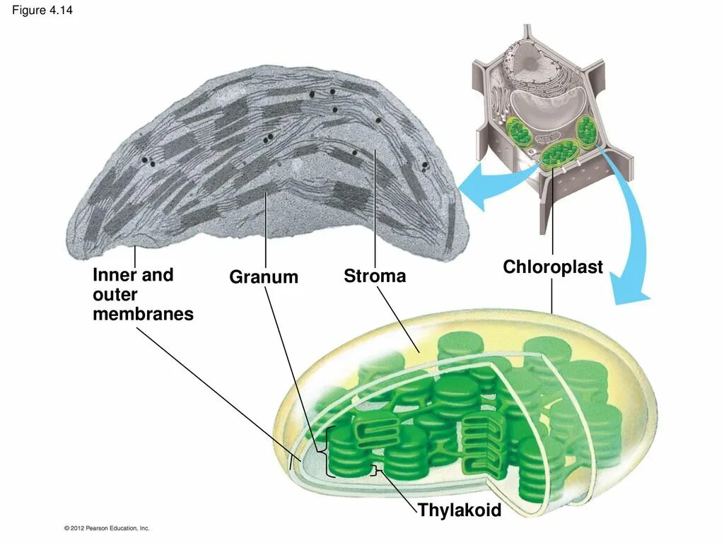 Умеренная строма. Строма. строма это в биологии. chloroplast structure.
