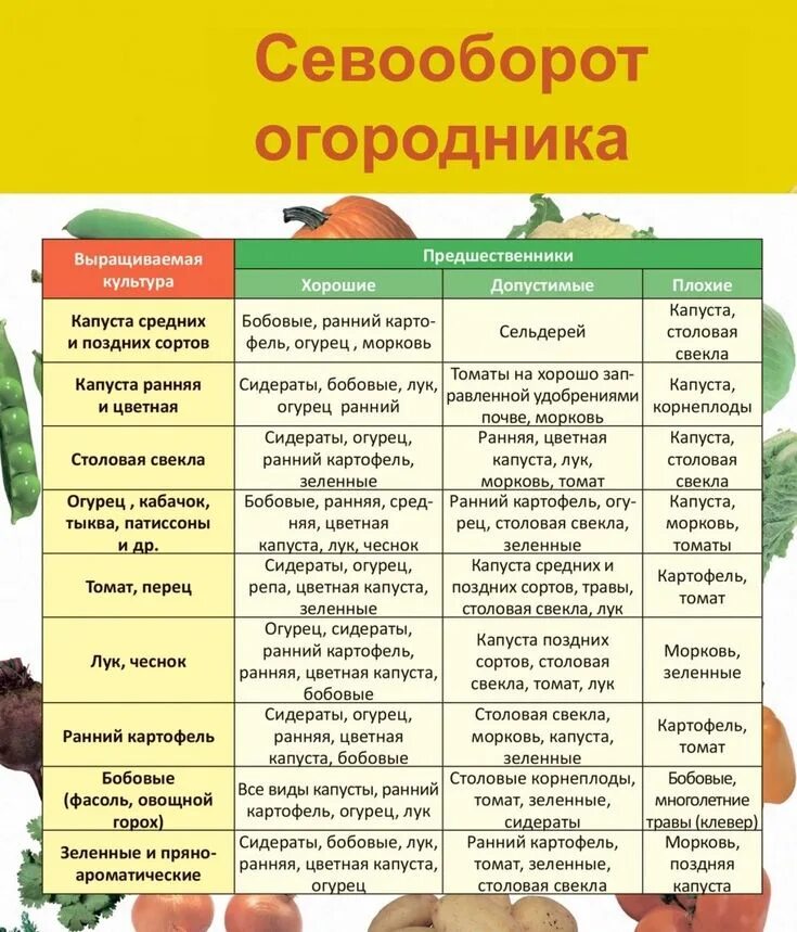 Таблица посадки овощей в открытый. Таблица севооборота овощных культур. Севооборот овощей в огороде на грядках. Севооборот овощей в огороде таблица. Таблица севооборота овощных на грядках.