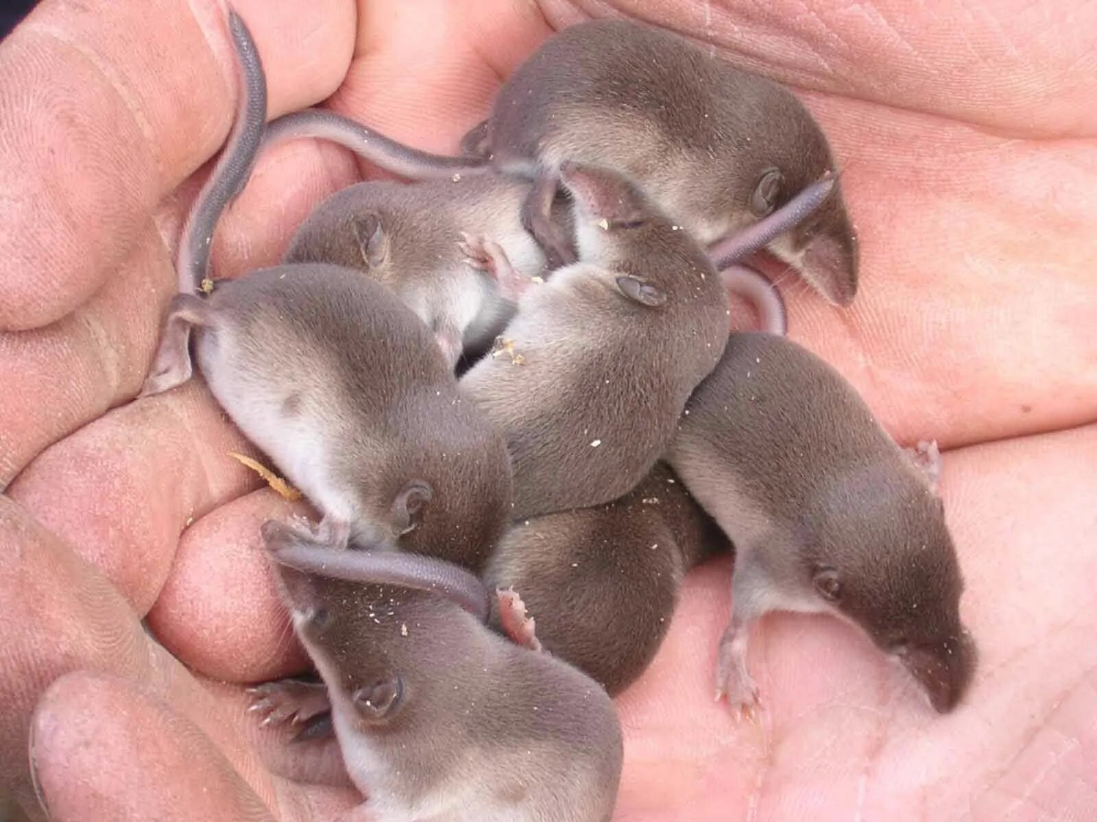 Детеныш белки новорожденный. Новорождённые крольчата. Крысы дамбо детеныши. Новорожденные медвежата. Новорожденные медвежата.