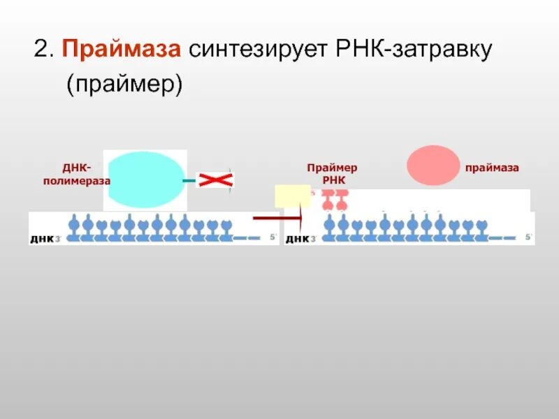 ДНК полимераза и ДНК праймаза. РНК Праймеры функции. РНК праймаза и ДНК полимераза. Праймер РНК затравка.