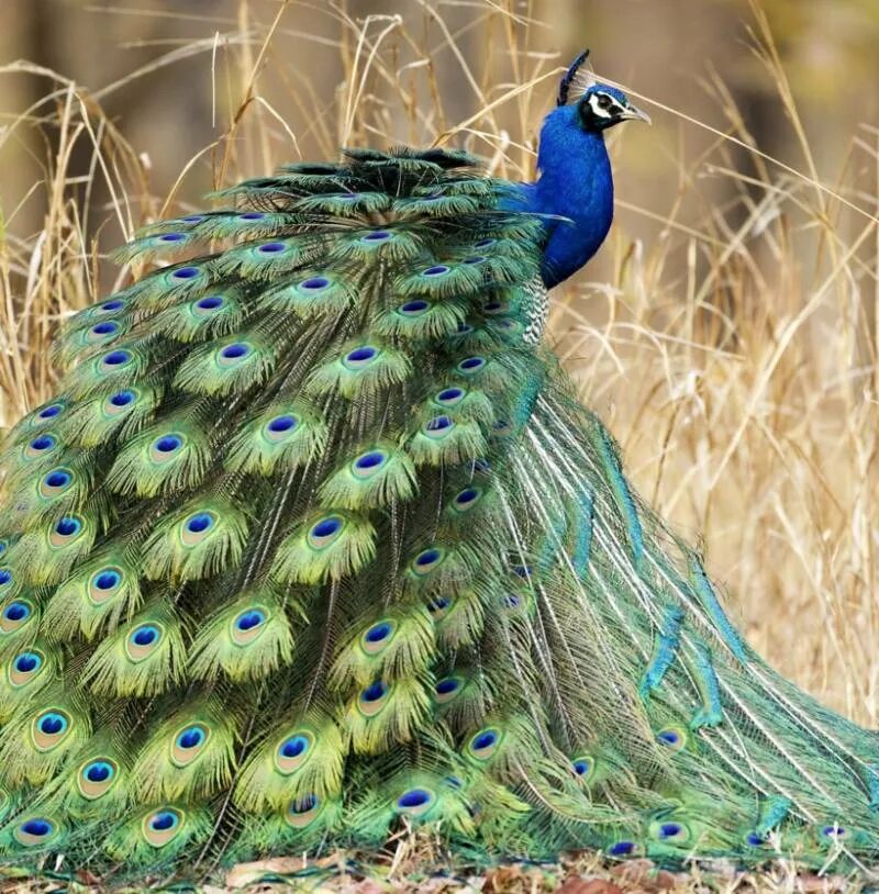 Павлин какой. Павлин какой. Павлин какой. Обыкновенный павлин черноплечий. Павлин королевский зеленый.