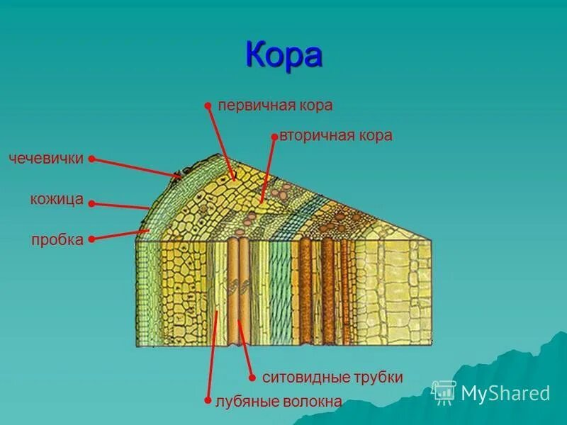 Побегом называют стебель расположенный на нем