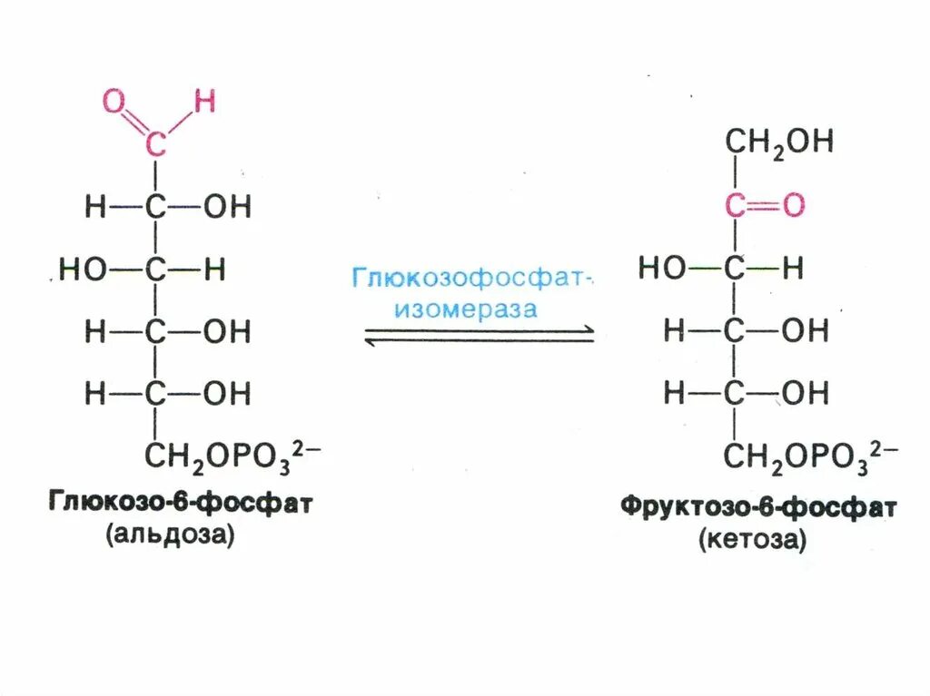 Глюкозо 6 фосфат в фруктозо 6 фосфат. Превращение фруктозо-6-фосфата во фруктозо-1.6-дифосфат. Реакция глюкозо 6 фосфат фруктозо 6 фосфат. Превращение фруктозо-1.6-дифосфата во фруктозо-6-фосфат.