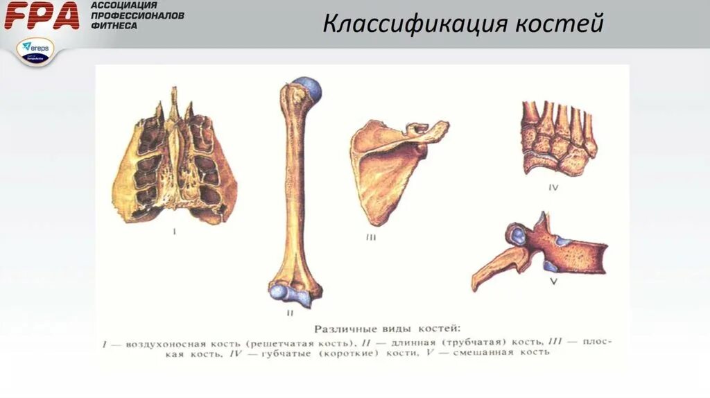 Кости трубчатые губчатые плоские смешанные. Виды костей трубчатые губчатые. Классификация костей анатомия. Губчатая короткая трубчатая длинная кости.