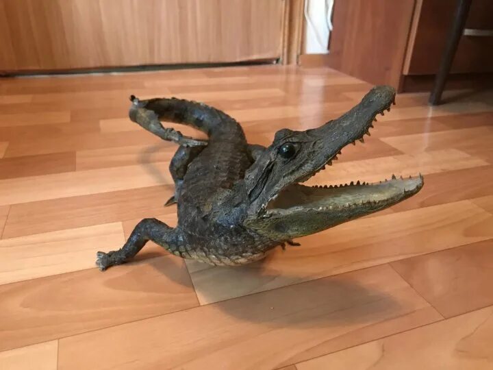 Крокодил ташкент граница. Чучело крокодила. Чучело из крокодила. Чучело крокодила. Чучело крокодила.