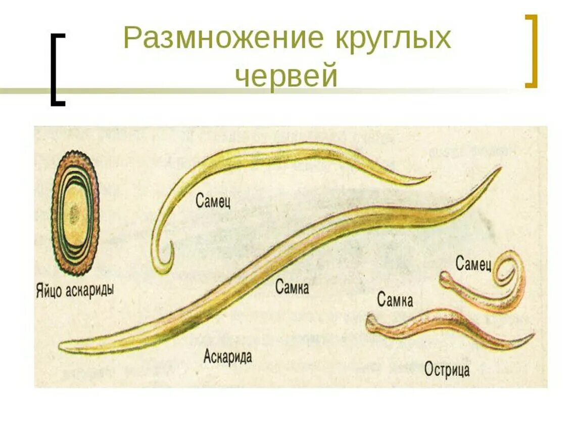 Размножение круглых червей. Круглые черви система размножения. Размножение Тип круглых червей нематоды. Система размножения круглых червей.