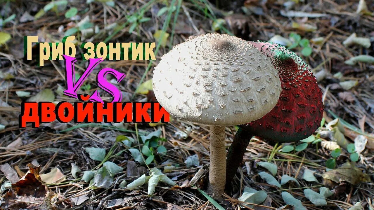 Гриб зонтик двойники. Гриб зонтик двойники. Хлорофиллум свинцовошлаковый. Гриб зонтик двойники. Гриб зонтик ядовитый двойник.