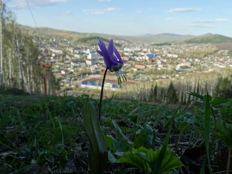 Бузы горно алтайск. Гора Комсомольская Горно-Алтайск. Горно-Алтайск гора Комсомольская смотровая площадка. Комсомолка Горно Алтайск.