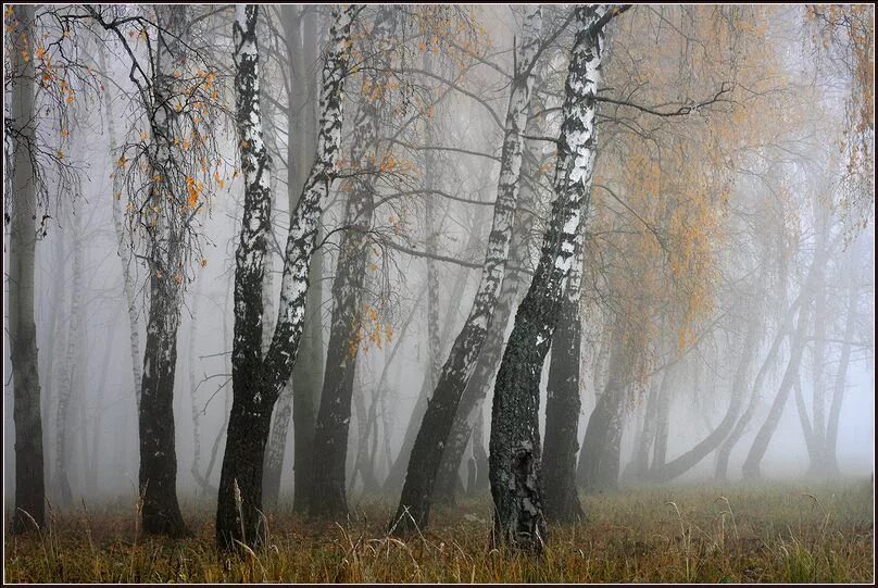 Тихо шепчутся березы да ветер волнует хлеба. Березы в тумане. поздняя осень туман. роща в тумане. березовый лес в тумане.