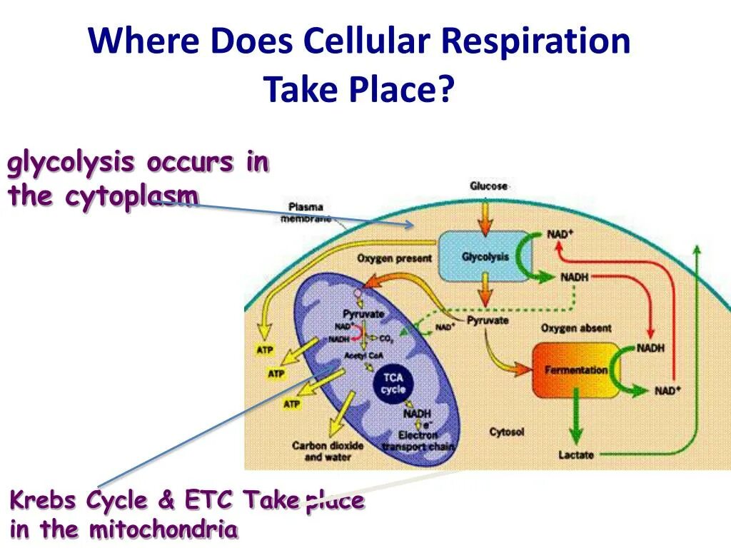 Гликолиз в митохондрии. Цикл Кребса в митохондриях. Клеточное дыхание митохондрии. Дыхание в митохондриях. Where does this take you