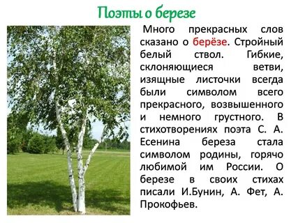 Белизна берез