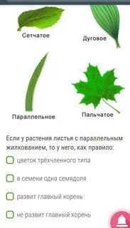Параллельные дуговые сетчатые листья
