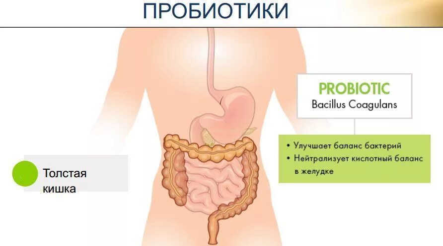 Боли в животе после антибиотиков. Пробиотики для кишечника с антибиотиками. Пробиотики для Толстого кишечника. Пробиотик после антибиотика. Пробиотик и толстый кишечник.