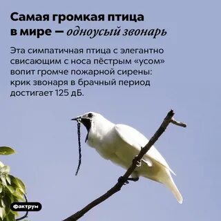 Наиболее громко