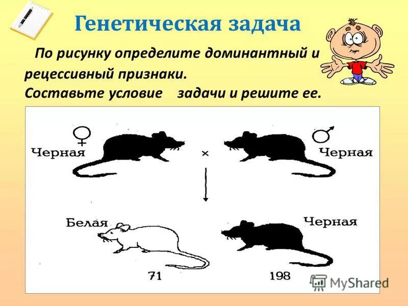 Доминантные признаки мыши