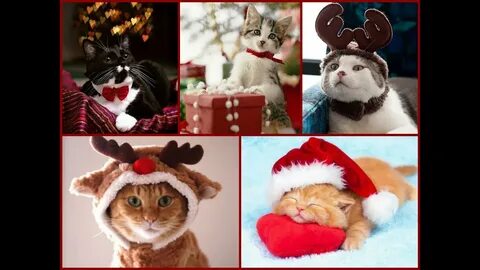 Kitten navidad movies