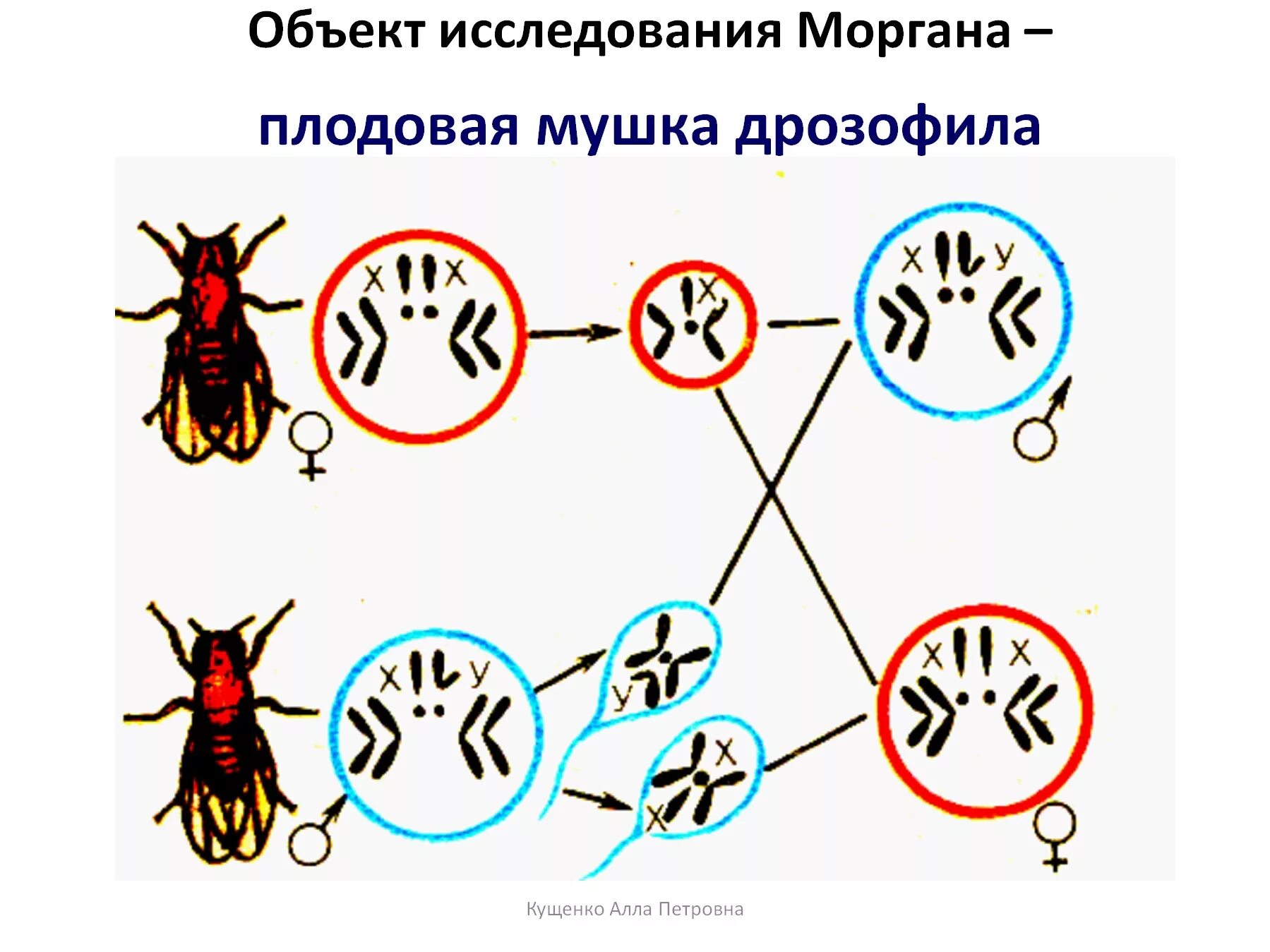 Хромосомная теория Моргана мушка дрозофила.