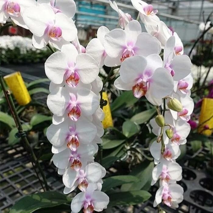 Орхидея микки фото № 7535 Phal. Miki Crown '16' SM/TOGA размер горшка 2,5 дюйма Орхорай, большой
