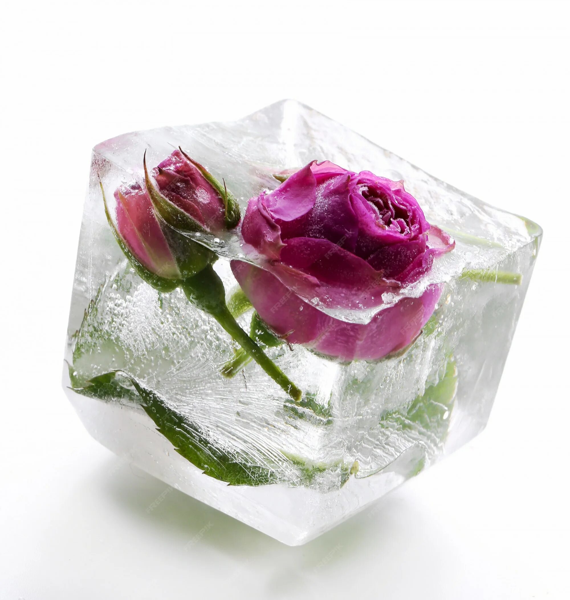 Розы в холодную воду или теплую. Розы замороженные во льду. Цветы в ледяных кубах.