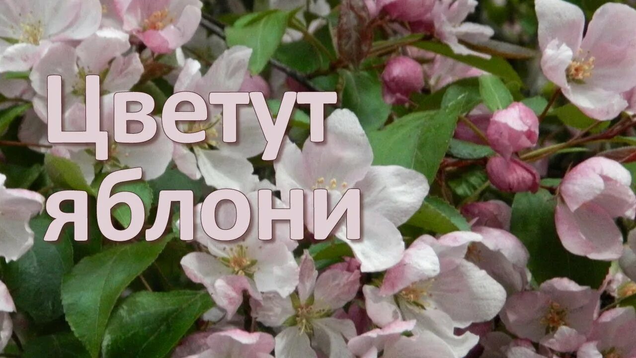 Где яблоня цвела песня. Яблоня отцветает завязи. Яблоневый цвет беларусь. Песня яблони в цвету текст. Где яблоня цвела песня.