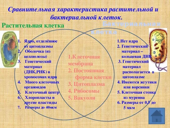 Сравнение бактерий и растений. Отличие клеток бактерий от клеток растений. Сравнение бактериальной и растительной клетки 5 класс. Отличие бактерий от растений и животных. Отличие бактериальной клетки от растительной.