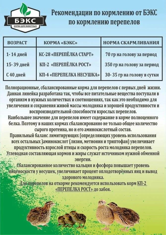 Производство мяса цыплят-бройлеров " Строительный онлайн-ресурс