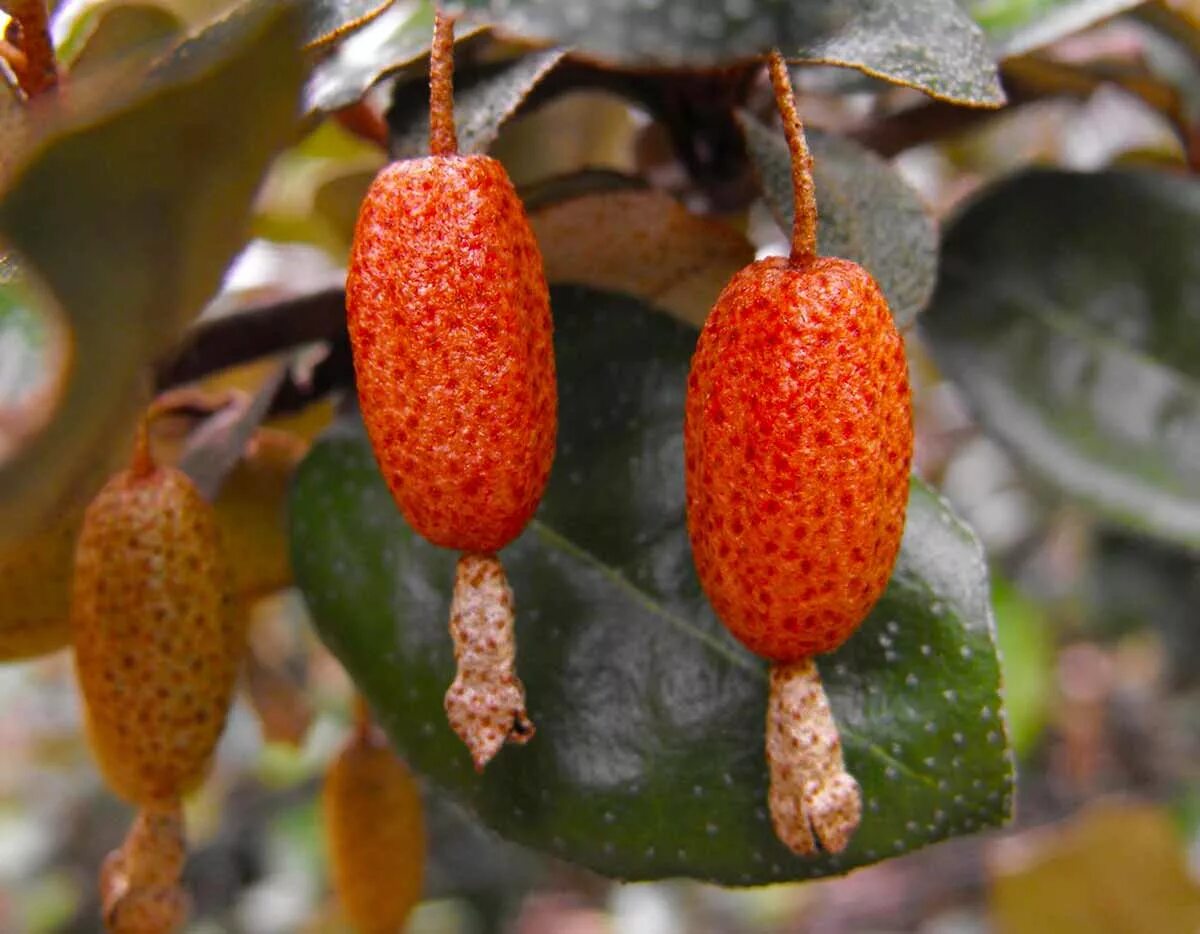 Растение лох чилийский. Лох узколистный джида что это. Облепиха шефердия. Растение лох чилийский индийский. Лох чилийский лох индийский.