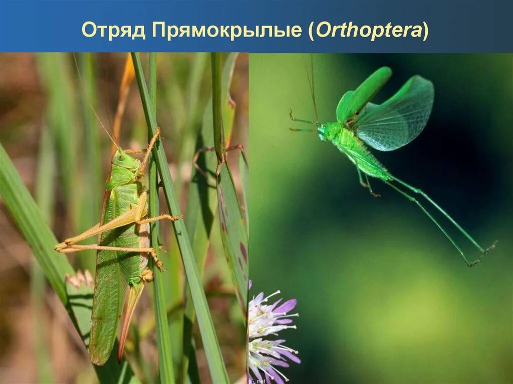 Для прямокрылых характерны. Отряд Прямокрылые (Orthoptera). Отряды насекомых Прямокрылые. Стрекозы Прямокрылые. Ротовой аппарат прямокрылых насекомых.