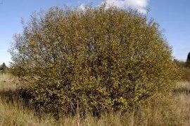 Salix cinerea (Grey Willow) Tree identification, Salix, Tree