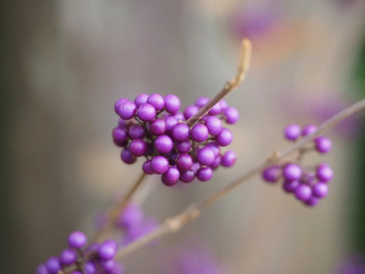 Purple berry