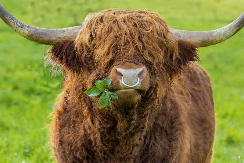 Повозка с волами. Бык на сене. Скульптуры из тюков соломы. Корова жует сено. Сено для коров.
