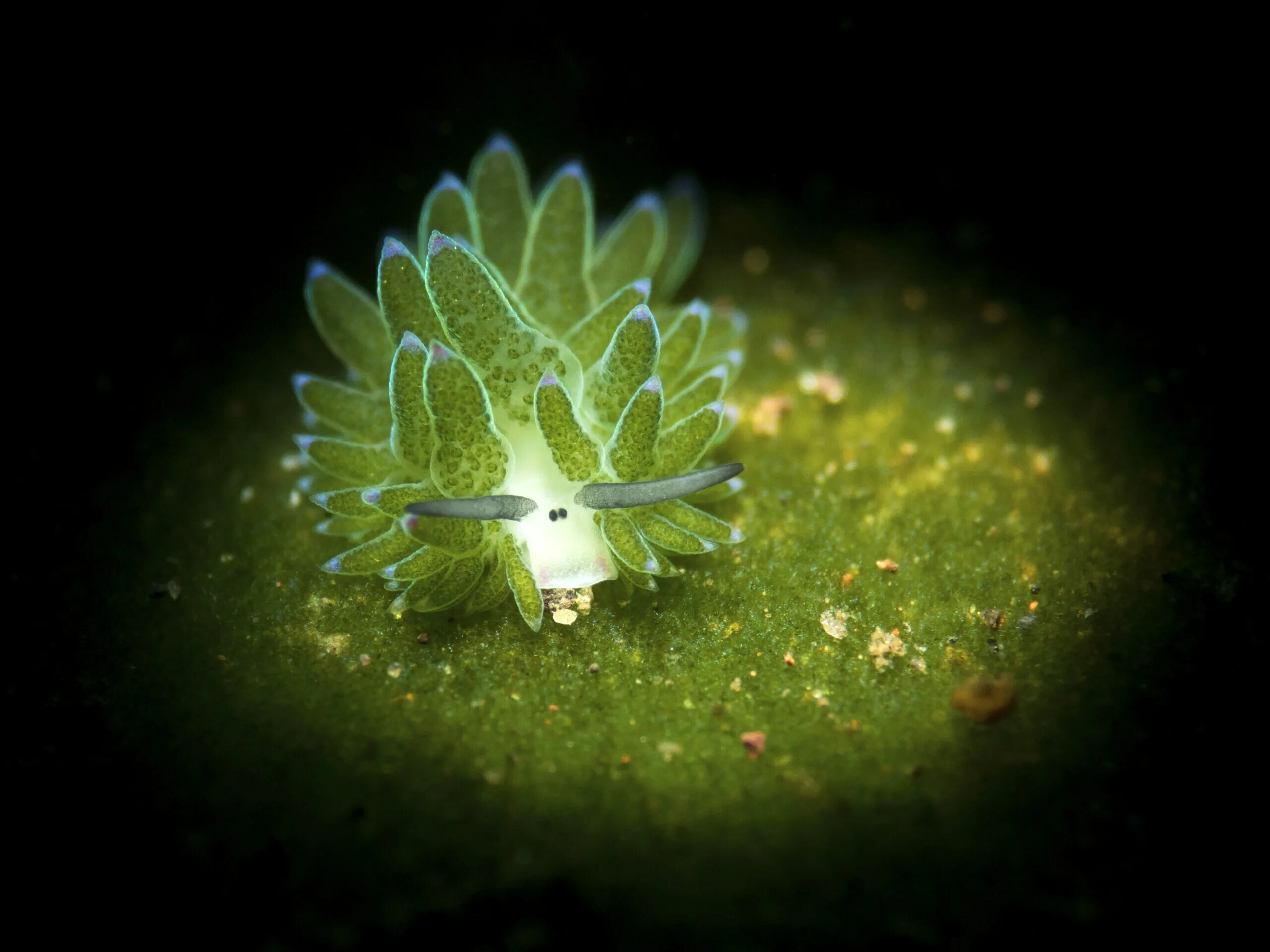 Овечий лист слизняк. Голожаберный моллюск морская овечка. Leaf sheep. Зеленый голожаберный моллюск. Leaf sheep.