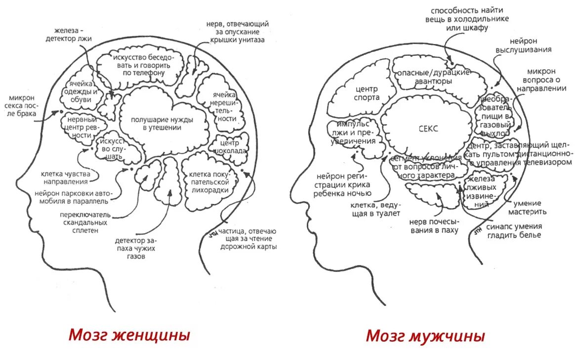 Мозг женщины. Как работает мозг мужчины. Мужской и женский мозг. Мозг мужчины и женщины. Как работает мозг мужчины.