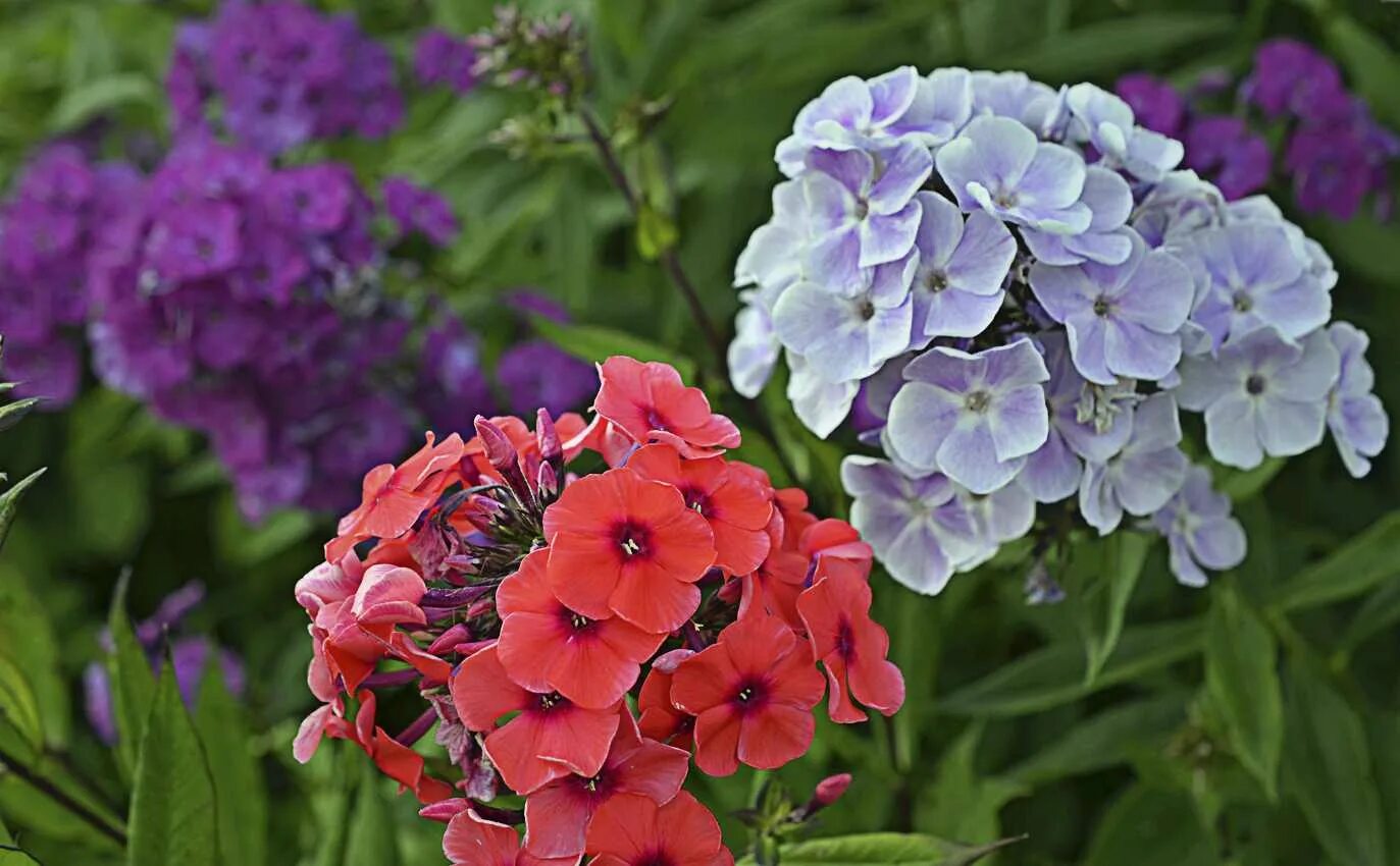 Флокс метельчатый катя. Размеры флоксов. Флокс метельчатый "мерлинка". Флокс флокс роберта. Флокс метельчатый аметист.