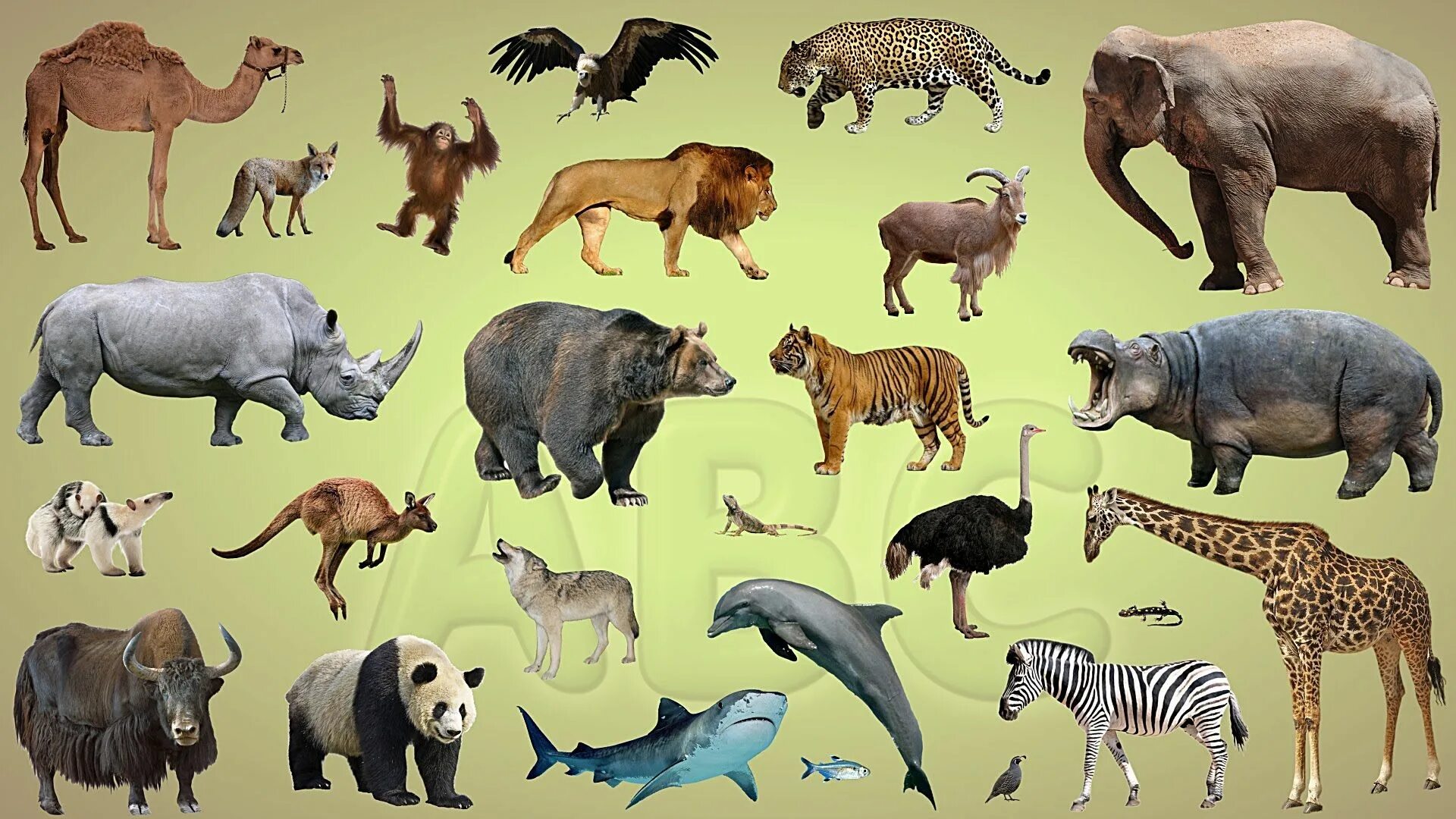 Different creatures