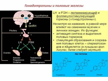 Гонадотропные гормоны