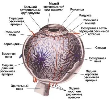 Сосудистая оболочка выполняет функцию