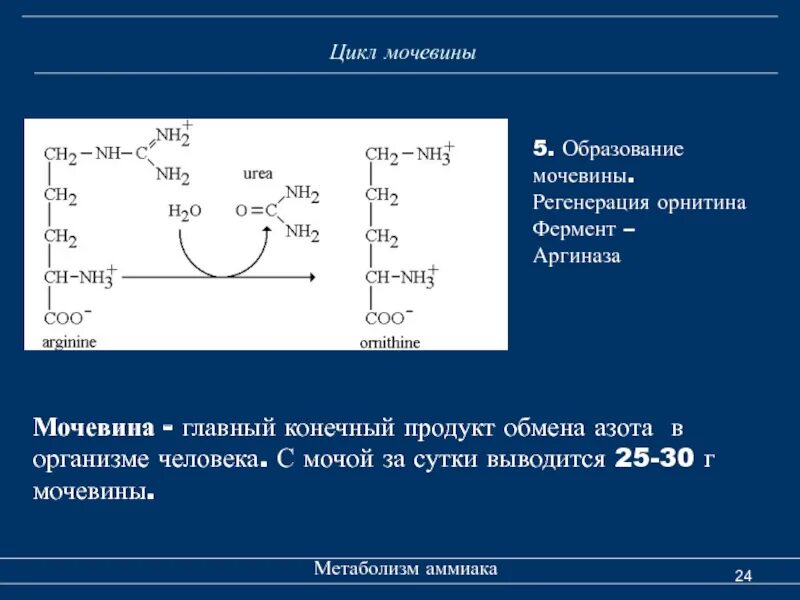 Мочевина продукт распада. Цикл образования мочевины. Цикл аммиака в организме человека. Образование мочевины в организме. Цикл мочевины с ферментами.