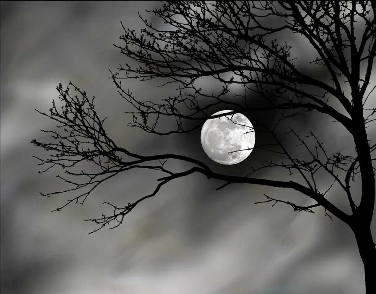 Луна сквозь деревья. Лунные деревья. Луна в ветвях деревьев. Пейзаж с луной. Дерево в лунном свете.