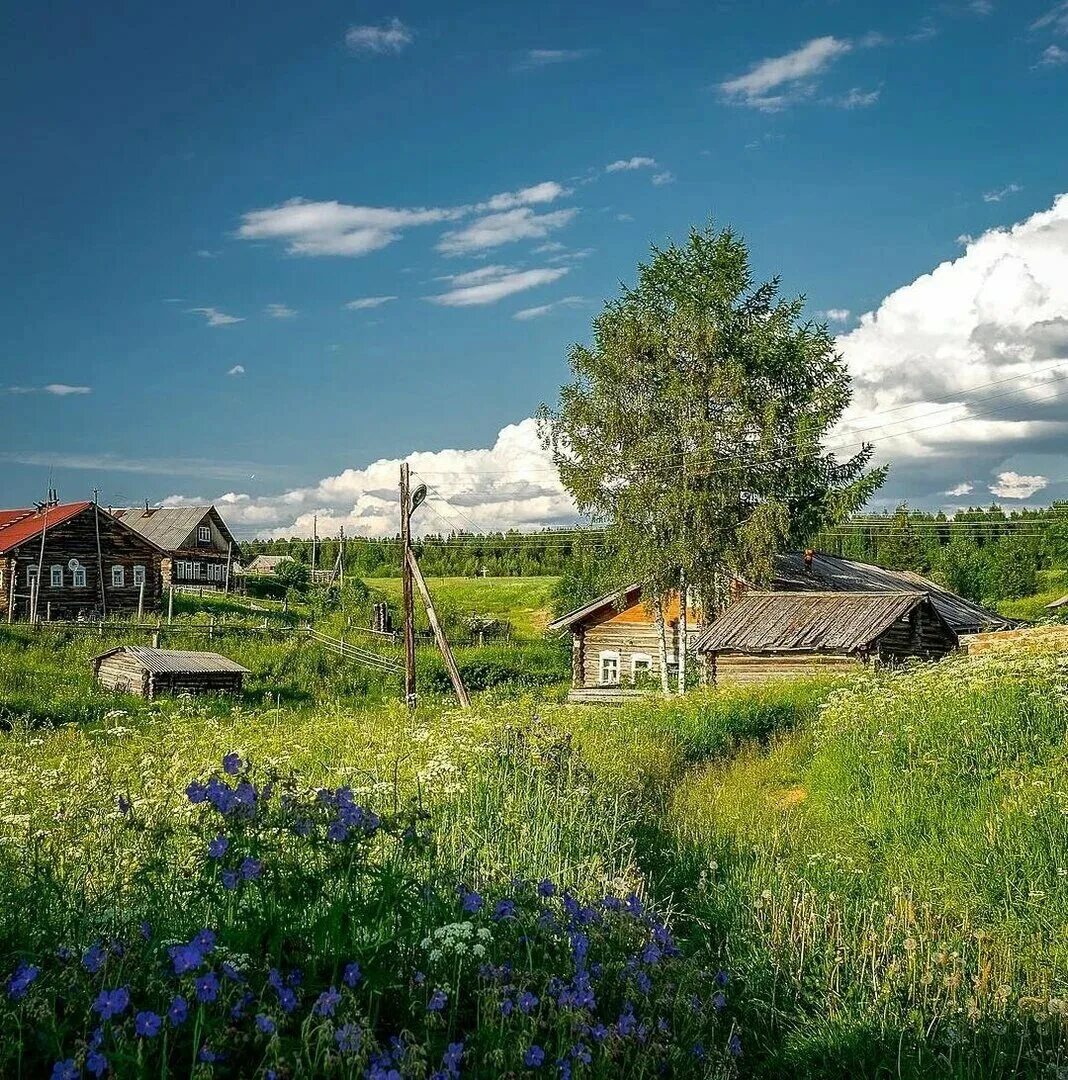 Река Вышний Пенская деревушка. Кимжа Архангельская область лето. Деревня Мегра Вологодская пейзаж. Деревня моя деревенька колхозница.