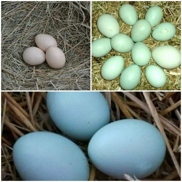 Яйцо доминанты купить. Доминант 301 яйцо инкубационное. Доминант золотой GS 902 инкубационное яйцо. Доминант ГС 229 цвет яйца. Доминант BLS голубое яйцо.