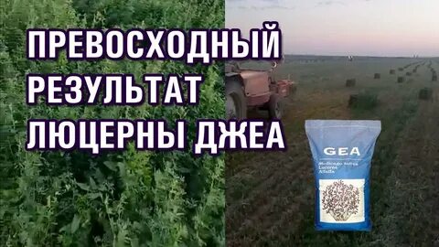 Семена люцерны джея