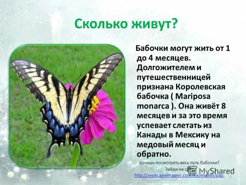 Сколько живут бабочки. Сколько жививут бабочки. Сколько живут бабочки в природе. Продолжительность жизни бабочки. Сколько лет бабочке