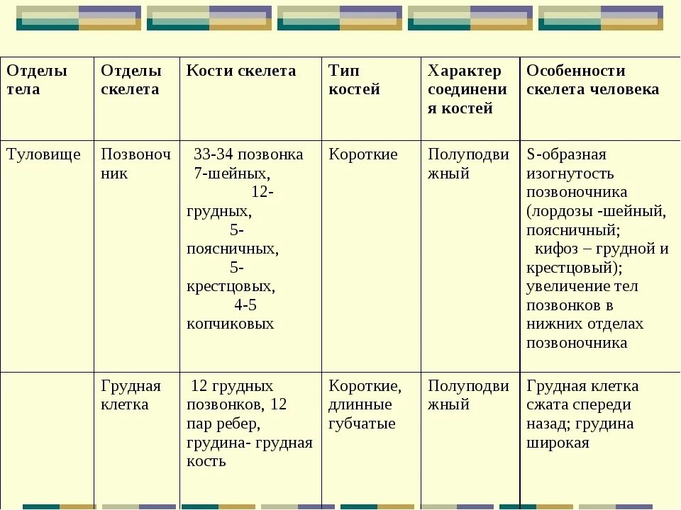 Отдел скелета особенности строения функции. Таблица отделы тела отделы скелета. Таблица отделы тела отделы скелета кости скелета. Отделы скелета туловища человека таблица. Таблица скелет конечностей биология 8 класс.