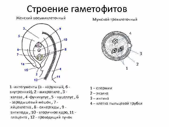 Клетки мужского гаметофита. Строение женского гаметофита покрытосеменных. Строение женского гаметофита цветковых растений. Мужской гаметофит покрытосеменных. Строение мужского гаметофита покрытосеменных.